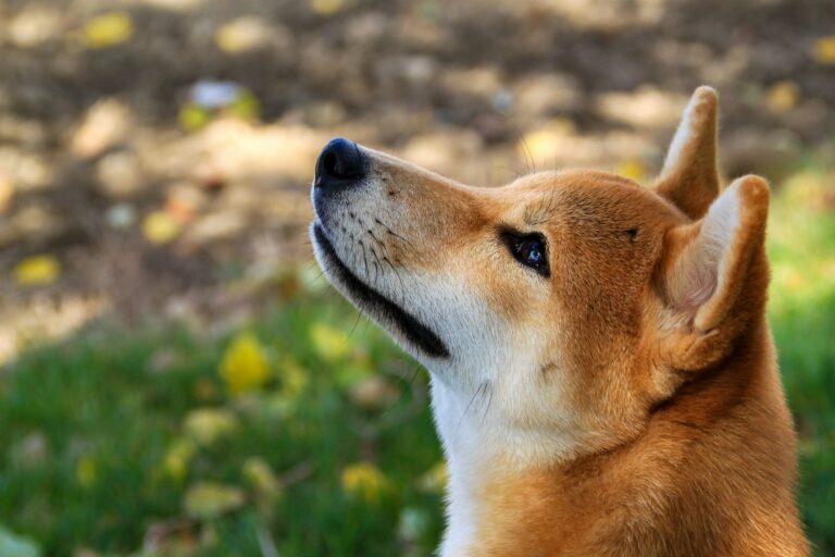 Shib Alpha Layer Marks End Of Meme Era
