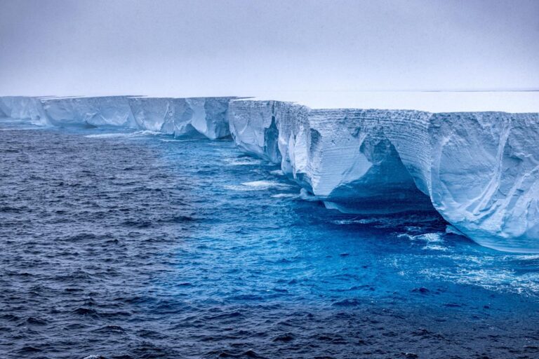 We have a surprising underwater ally in combatting climate change: zooplankton